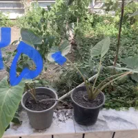 گل آپارتمانی|گل و گیاه طبیعی|سبزوار, عارف|دیوار