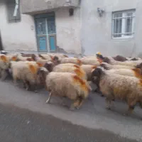 کاور ماده درجه یک گوسفند
