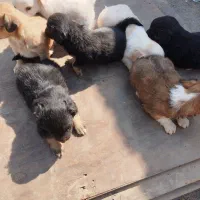 سلام به  عزیز تعداد هفت توله سگ به فروش میرسد|سگ|قدس, شهر‌قدس|دیوار