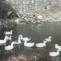 اردک محلی|حیوانات مزرعه|فشم, |دیوار