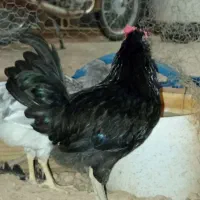 گلین خروس