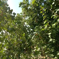 فروش-باغ-مجوز-دار