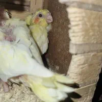 جوجه عروس هلندی