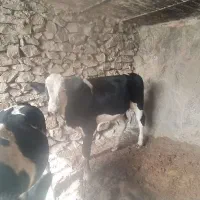 گوساله و گاو|حیوانات مزرعه|بیرجند, |دیوار