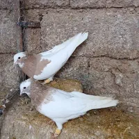 پرنده|پرنده|شیراز, داریون|دیوار