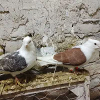 یه جفت پشت خوشگل