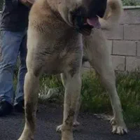 توله کانگال