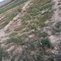 فروش باغ|فروش دفتر صنعتی، کشاورزی، تجاری|مرند, |دیوار