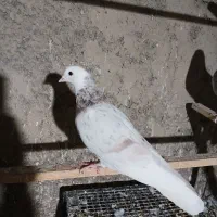 کفتر سرور هما پرشی تکی و تعداد|پرنده|ری, تقی آباد|دیوار