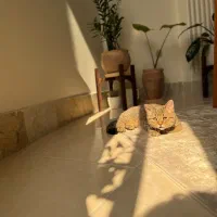 گربه اسکاتیش|گربه|گرگان, |دیوار