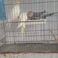 تعدای عروس هلندی|پرنده|رشت, رشتیان|دیوار