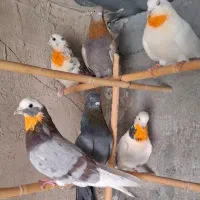 کبوتر