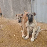 توله سرابی نر ماده نسل دار