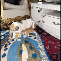 واگذاری رایگان