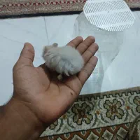 همستر|موش و خرگوش|قلعه قاضی, |دیوار