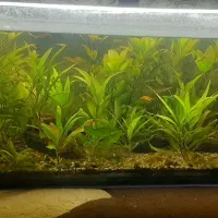 گیاه طبیعی برای تنگ و اکواریوم