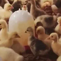 پیش فروش جوجه قوغاز