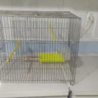 قفس قناری|لوازم جانبی حیوانات|اردبیل, |دیوار