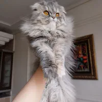 گربه پرشین رنگ گری