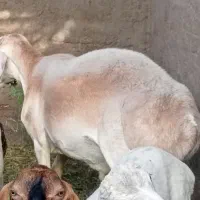فروش بره چینی