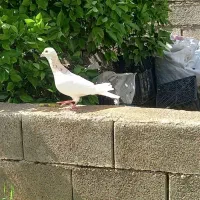 کرم