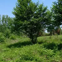 زمین باغی ۱۵۵۰ متر روستای لالم ضیابر فقط ۲میلیارد|فروش زمین و ملک کلنگی|ضیابر, |دیوار