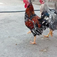 خروس گلین