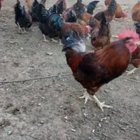 مرغ وخروس سیاه ورنگی|حیوانات مزرعه|مشهد, کوی سیدی|دیوار