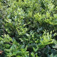 فروش پالم ویاس|گل و گیاه طبیعی|کلاچای, |دیوار