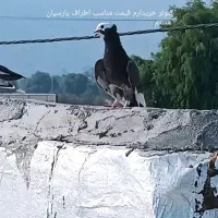 کبوتر