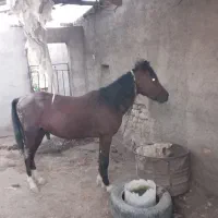 کره اسب