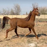 کره مارول نریون 4 ساله کشش