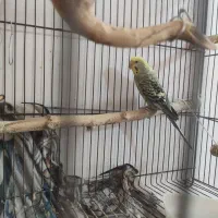 مرغ عشق ماده مست
