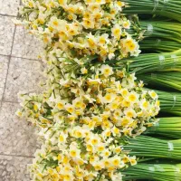 پخش عمده روزانه گل نرگس|گل و گیاه طبیعی|جره و بالاده, |دیوار