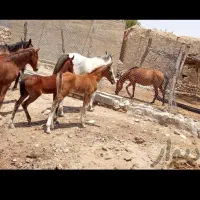 فروش اسب دره‌شوری|اسب و تجهیزات اسب‌سواری|خنج, |دیوار