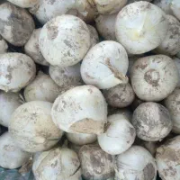 داوطلبانه پیاز موسیر