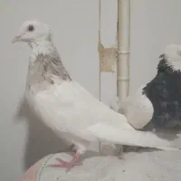 طوقی صرب کفتر سینه کله نقش رنگی|پرنده|خانمیرزا, |دیوار