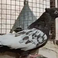 کبوتر سینه قهویی ماده