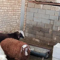 2 راس بره چاق|حیوانات مزرعه|جرقویه, |دیوار