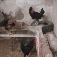 سلام دوستان تخم مرغ رسمی نطفه داردانه ای ۱۰ تومن|خوردنی و آشامیدنی|قم, امامزاده ابراهیم|دیوار