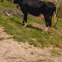 ماده گاوشیری گوساله نر جنس درج یک شاروله