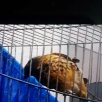 گلبسر نر گل زده|پرنده|کرمان, |دیوار