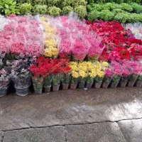 خدمات باغبانی گل کاری درخت کاری و هرس کاری و..