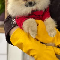 پامرین ریز جسه مهربون