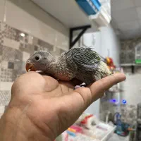 فروش انواع پرنده درجه یک و لوازم خارجی وکار تهران|پرنده|بیرجند, |دیوار