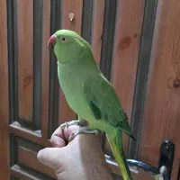 ملنگو ماده اماده جفتگیری