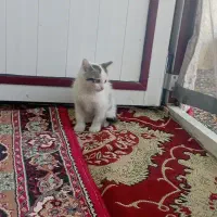 مینی گربه