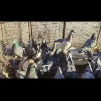 کبوتر چاشنی|پرنده|سرداران, |دیوار