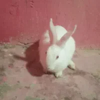 خرگوش|موش و خرگوش|اندیکا, |دیوار