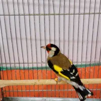 سهره نر امسالی بخون قواره دار